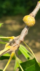 Callirhytis quercusgemmaria