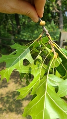Callirhytis quercusgemmaria