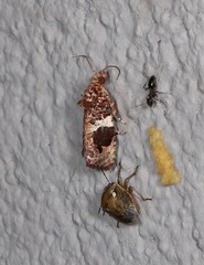 Ophiorrhabda phaeosigma