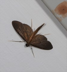 Hymenoptychis sordida