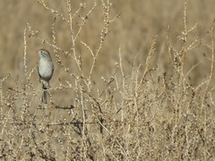 Spizella wortheni