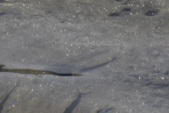 Atherinops affinis