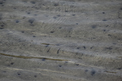 Atherinops affinis