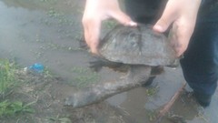 Hydromedusa tectifera