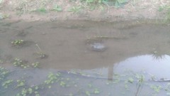 Hydromedusa tectifera