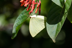 Aphrissa neleis