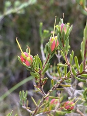 Darwinia biflora