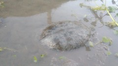 Hydromedusa tectifera