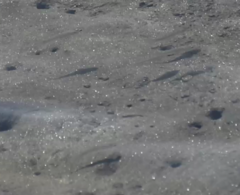 Atherinops affinis