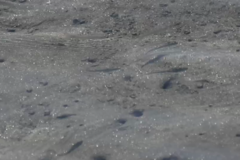 Atherinops affinis