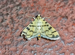 Dichocrocis sabatalis