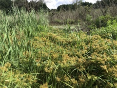Cyperus engelmannii