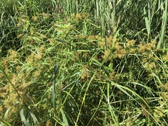 Cyperus engelmannii