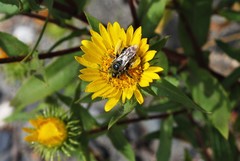 Melissodes microstictus