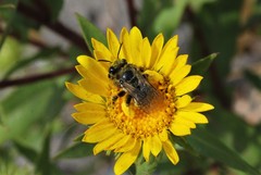 Melissodes microstictus