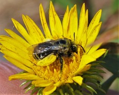 Melissodes microstictus