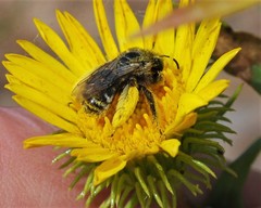 Melissodes microstictus