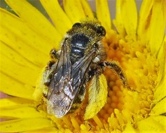 Melissodes microstictus