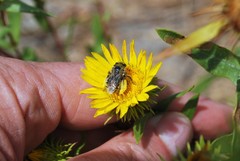 Melissodes microstictus