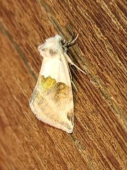 Plagiomimicus dimidiata