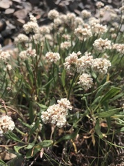 Eriogonum coloradense