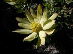 Leucadendron burchellii