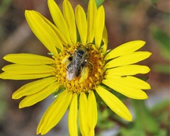 Melissodes microstictus