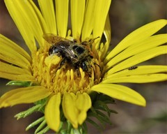 Melissodes microstictus