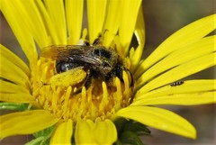 Melissodes microstictus