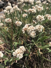 Eriogonum coloradense