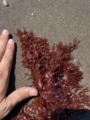 Halymeniaceae