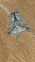 Tolype distincta
