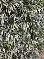 Strobilanthes anisophyllus