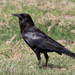 Corvus capensis - Photo (c) Dave Curtis, μερικά δικαιώματα διατηρούνται (CC BY-NC-ND)