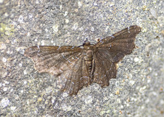 Hastina caeruleolineata