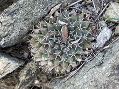 Mammillaria peninsularis