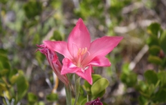 Gladiolus carmineus