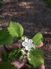 Crataegus integriloba