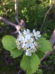 Crataegus integriloba