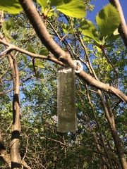 Crataegus integriloba