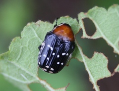 Clinteroides permutans