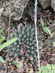 Mammillaria peninsularis
