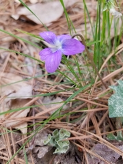 Viola sagittata