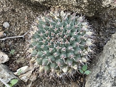 Mammillaria peninsularis