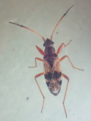 Ligyrocoris sylvestris