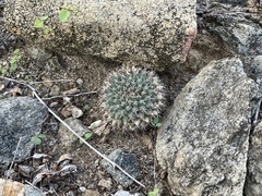 Mammillaria peninsularis