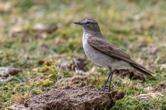 Muscisaxicola alpinus