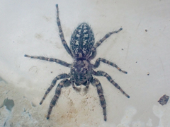 Terralonus mylothrus