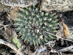 Mammillaria peninsularis