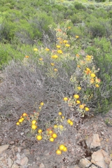 Drosanthemum bicolor